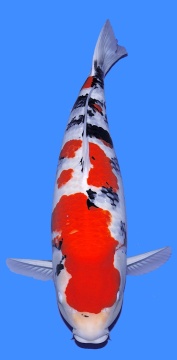 Sanke Momotaro 72cm Sansai Female HQ 