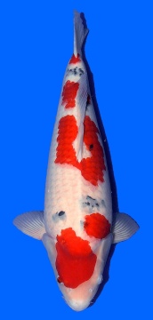 Sanke Sakai FF 55cm Nisai Female VHQ 