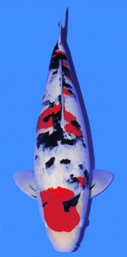Sanke Sakai FF 55cm Nisai Female VHQ 