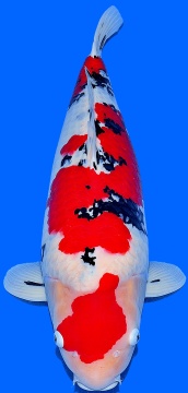 Sanke Sakai FF 75cm Gosai Male SHQ 