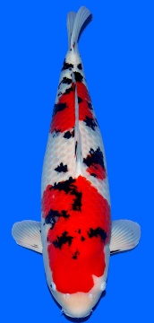 Sanke Sakai Ltd 78cm Yonsai Female Very High Quality 