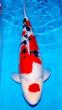 Sanke Sakai LTD 70 cm Yonsai Female Show Quality 