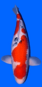 Sanke Tamaura 68cm Sansai Female VHQ 