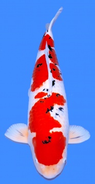 Sanke Tamaura 80cm Yonsai Female High Quality 