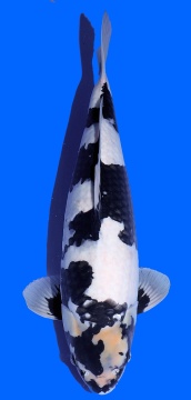 Shiro Utsuri Omosako 50cm Nisai Female VHQ - VERKAUFT! 