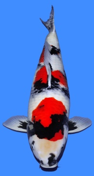 Showa Dainichi Niigata 70cm new Sansai Female VHQ 