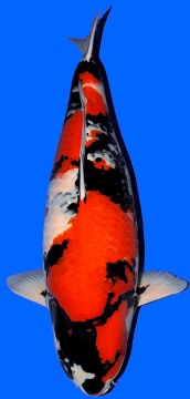 Showa Beppu 84cm 6J Female SHQ 