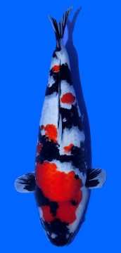 Showa Dainichi 67cm Gosai Female SHQ 