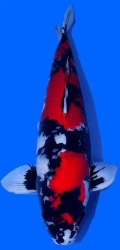 Showa Dainichi 70cm 5J Male SHQ 