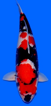 Showa Dainichi 70cm Sansai Female SHQ 