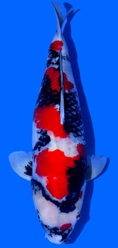 Showa Dainichi 71cm Gosai Male HQ 