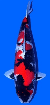 Showa Dainichi 72cm Gosai Male VHQ 