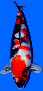 Showa Dainichi Toyota 75cm 6J Female VHQ 