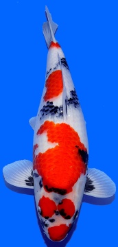 Showa Dainichi Toyota 52cm Nisai Female VHQ 