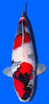 Showa Dainichi Toyota 53cm Nisai Female SHQ 