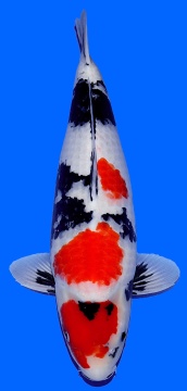 Showa Dainichi Toyota 58cm Nisai Female VHQ 