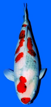 Showa Dainichi Toyota 58cm Sansai Female 
