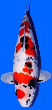 Showa Kashira Dainichi Toyota 59cm Nisai Female SHQ 
