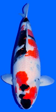 Showa Dainichi Toyota 65cm Sansai Female VHQ 