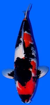 Showa Dainichi Toyota 60cm  Sansai Female VHQ 