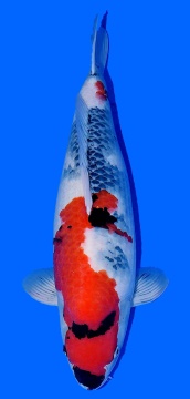 Showa Dainichi Toyota 61cm Sansai Female VHQ 