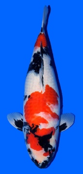 Showa Dainichi Toyota 62cm Sansai Female 