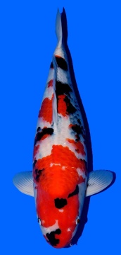 Showa Dainichi Toyota 62cm Sansai Female VHQ 