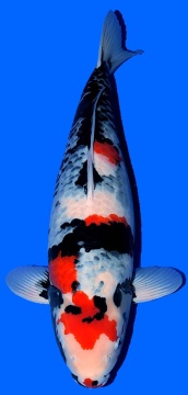 Showa Dainichi Toyota 63cm Sansai Female VHQ 