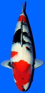 Showa Dainichi Toyota Super Butta 67cm Sansai Female VHQ 
