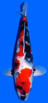 Showa Higashi 45cm Tosai Female VHQ incl Pond 