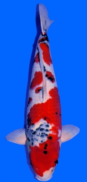 Showa Higashi 58cm Nisai Female SHQ 