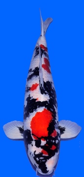 Showa Higashi 78cm 6J Female HQ - VERKAUFT! 