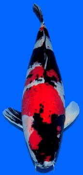 Showa Isa 78cm Female HQ - VERKAUFT! 