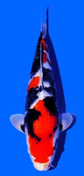 Showa Omosako 36cm 1J Female Super MA SHQ incl Pond 