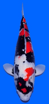 Showa Sakai FF 63cm Yonsai Female VHQ 