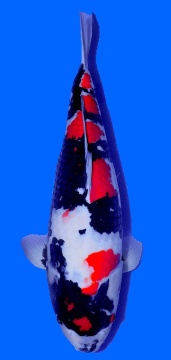Showa Sakai FF 66cm Yonsai Female VHQ 