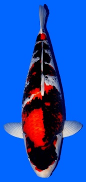 Showa Takigawa 69cm Nisai Female VHQ 