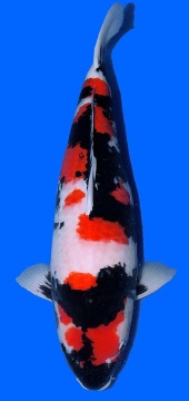Showa Tamaura 63cm Sansai Female SHQ 