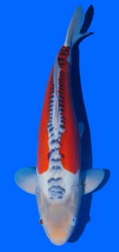 Shusui Toshinobu Igarashi 45cm Nisai Female HQ 