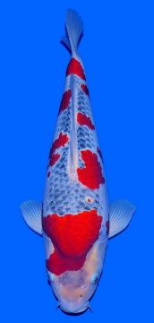 Special Goshiki Kawakami 55cm Nisai Female VHQ 
