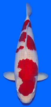 Super Color Koi-Farbfutter - 3 mm - schwimmend 1kg