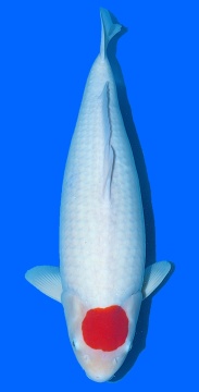 Tancho Kohaku Sakai FF 60cm Nisai Female VHQ 