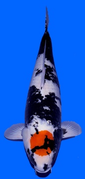 Tancho Showa Omosako 70cm Sansai Female VHQ 