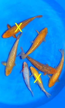 Golden Corn 30-40cm Tosai Female VHQ Stck. 