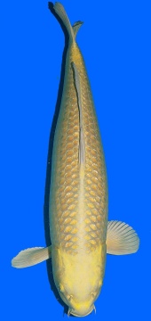Ginrin Yamabucki Izumyia 75cm Sansai Female VHQ 