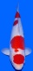morepic-1