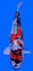 morepic-1