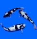 morepic-1