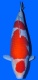 morepic-1