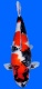 morepic-1